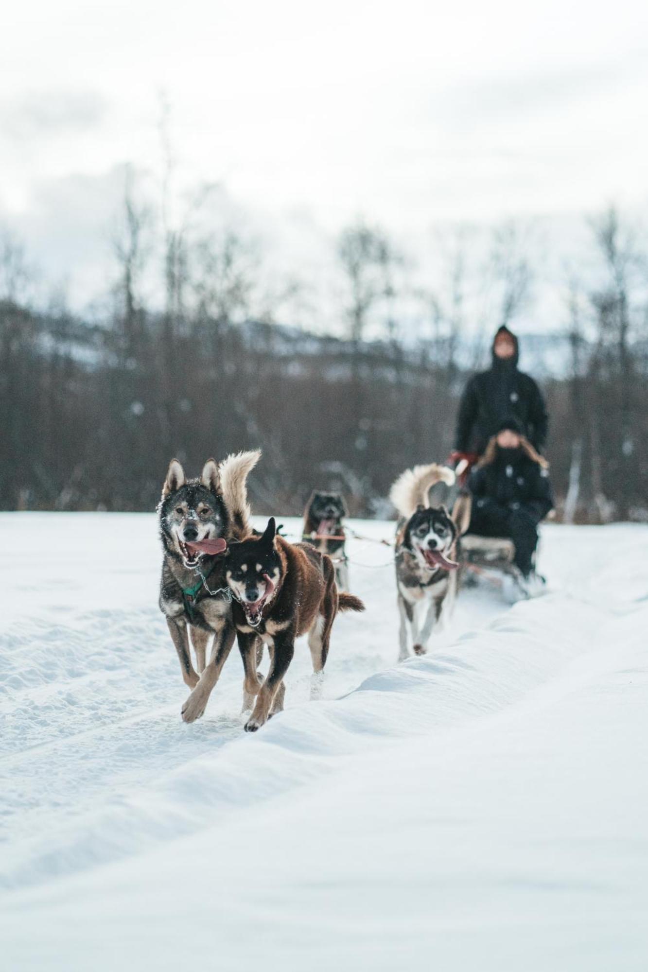 Holmen Husky Lodge Alta Eksteriør billede